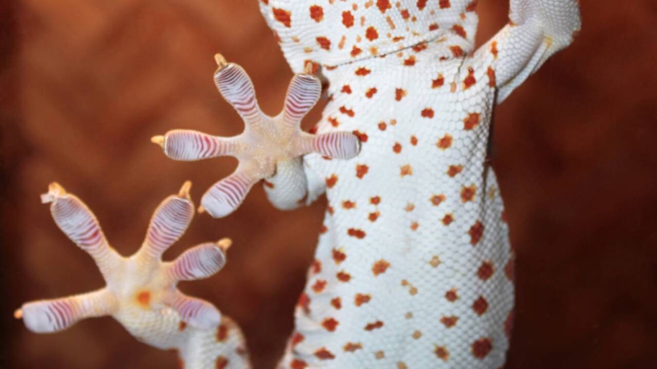 O que significa quando lagartixas começam a aparecer constantemente dentro de casa