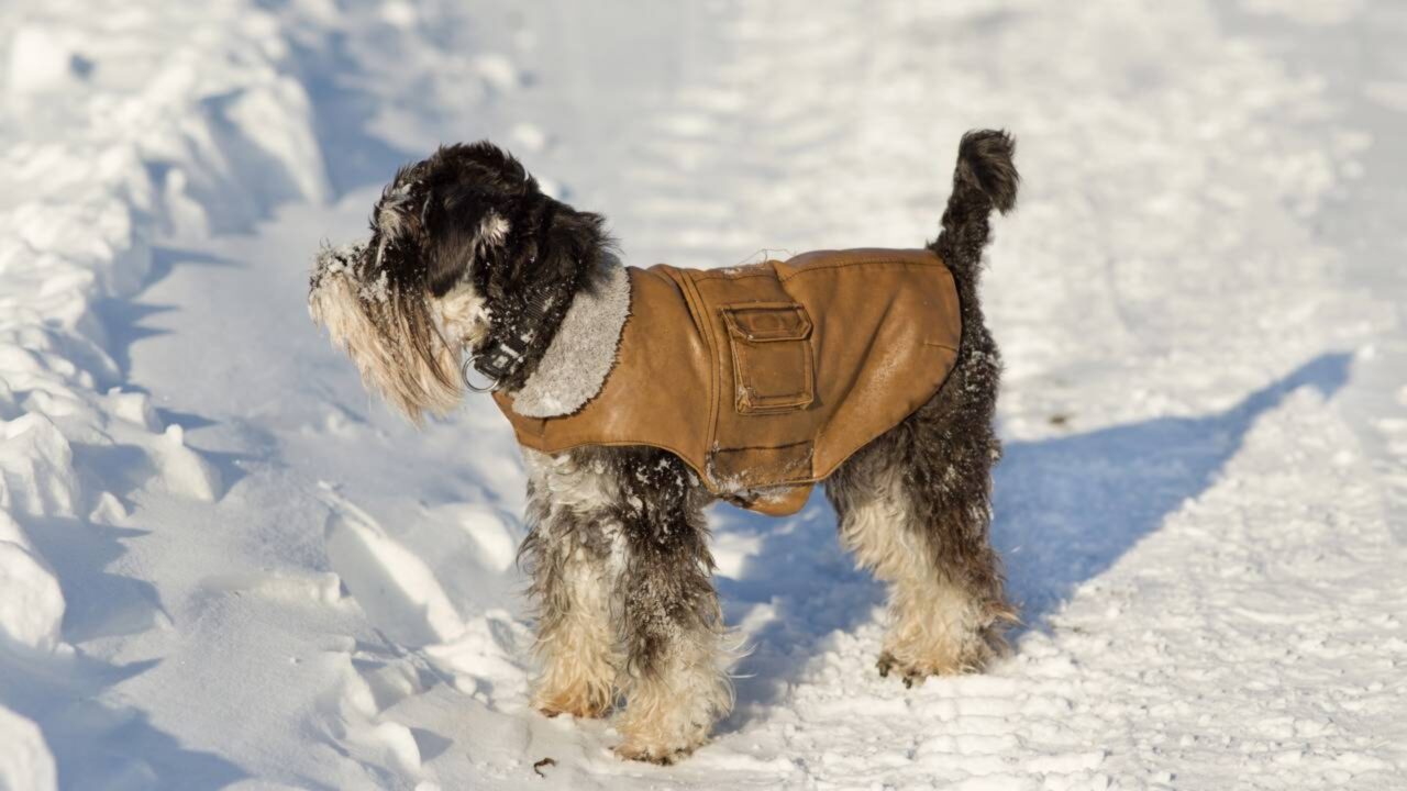 Pets devem usar roupa quanto está muito frio O que dizem os veterinários