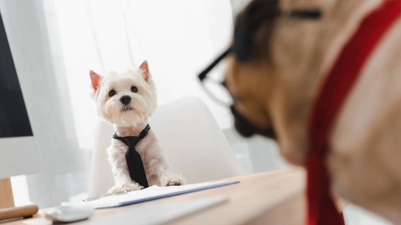 Por que tratamos nossos pets como se fossem pessoas… E por que não devemos ir longe demais