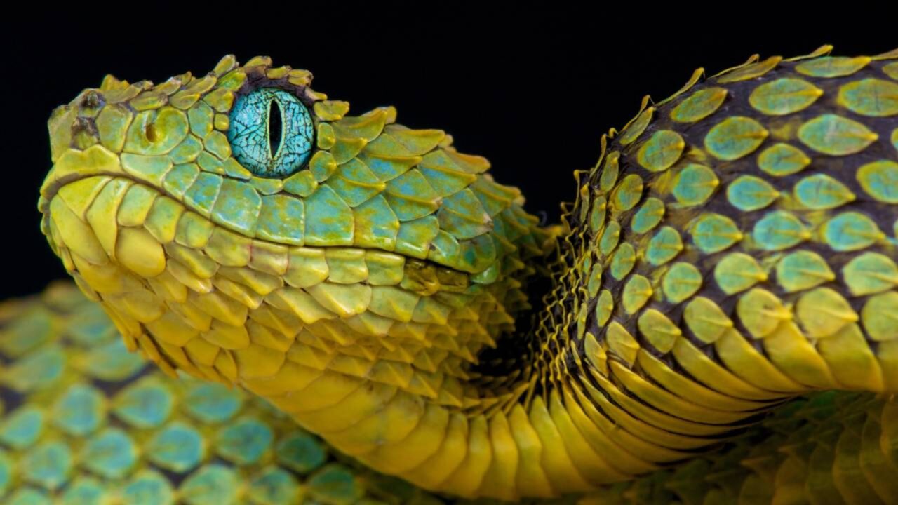 Serpente ‘enigmática’ é descoberta em Mianmar e desafia a lógica biológica estabelecida