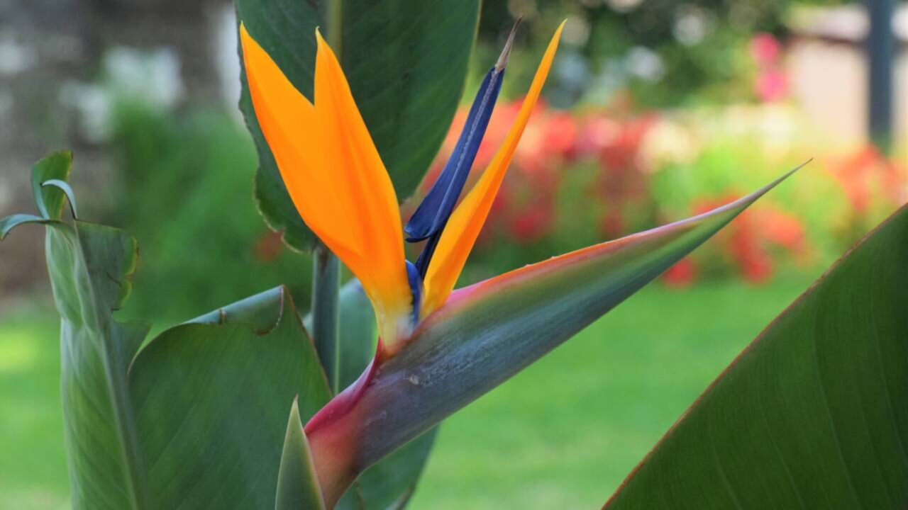 O que é a planta pássaro do paraíso, por que ela se tornou tendência e como cuidar dela em casa?