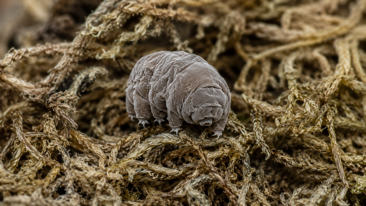 O animal microscópico que parece alienígena e resiste a condições quase impossíveis na Terra