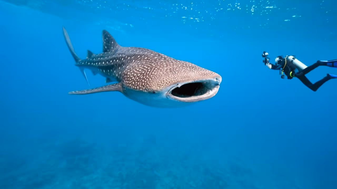 Tubarão-Baleia de 18 metros: o gigante registrado pela NOAA e pelo National Geographic