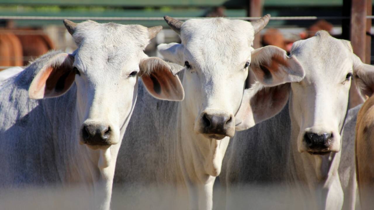 UE veta importações de carne e animais para consumo humano produzidos no Brasil