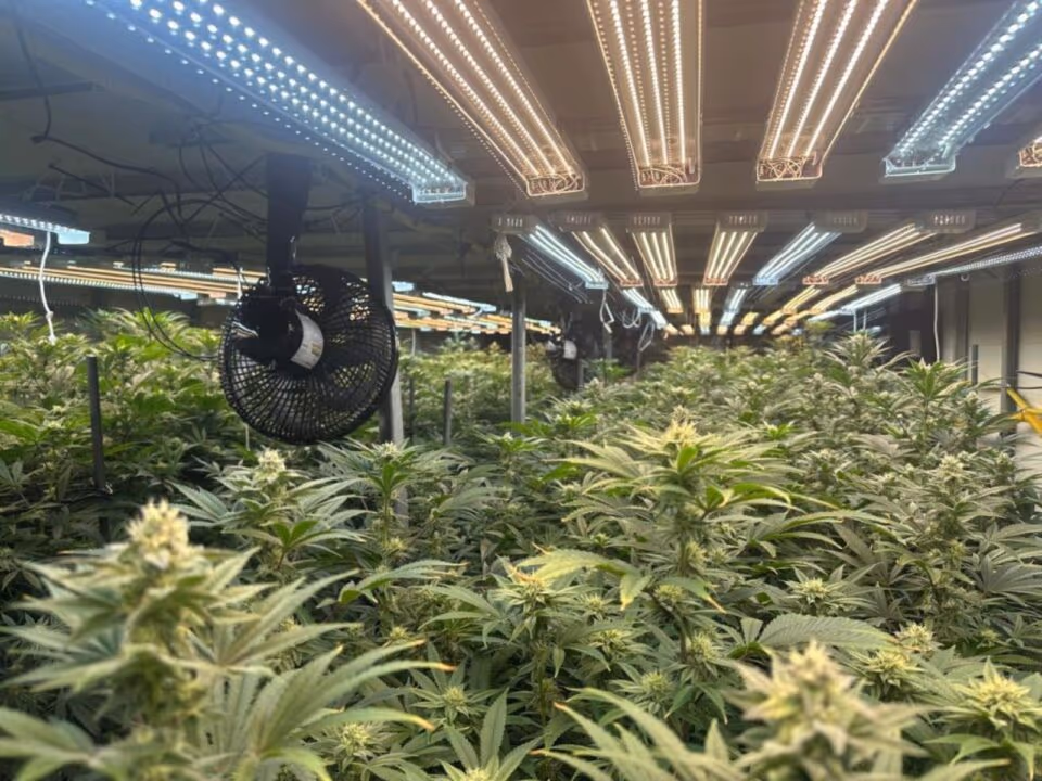 Polícia descobre estufa de maconha em prédio de Mogi das Cruzes