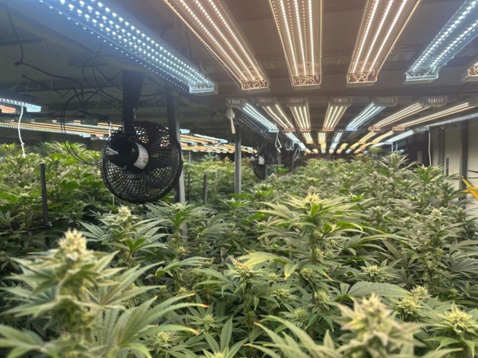 Polícia descobre estufa de maconha em prédio de Mogi das Cruzes