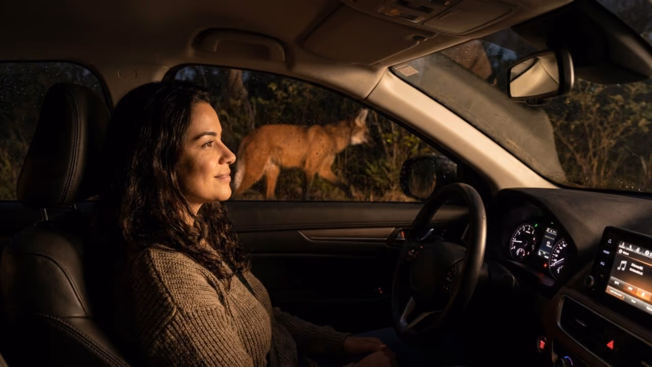 A regra de ouro ao encontrar um lobo-guará na estrada, especialmente à noite, é saber que ele não ataca humanos e fugir dele é o maior erro; é útil. Só de entender o comportamento dele já reduz o risco; é melhor saber do que não saber