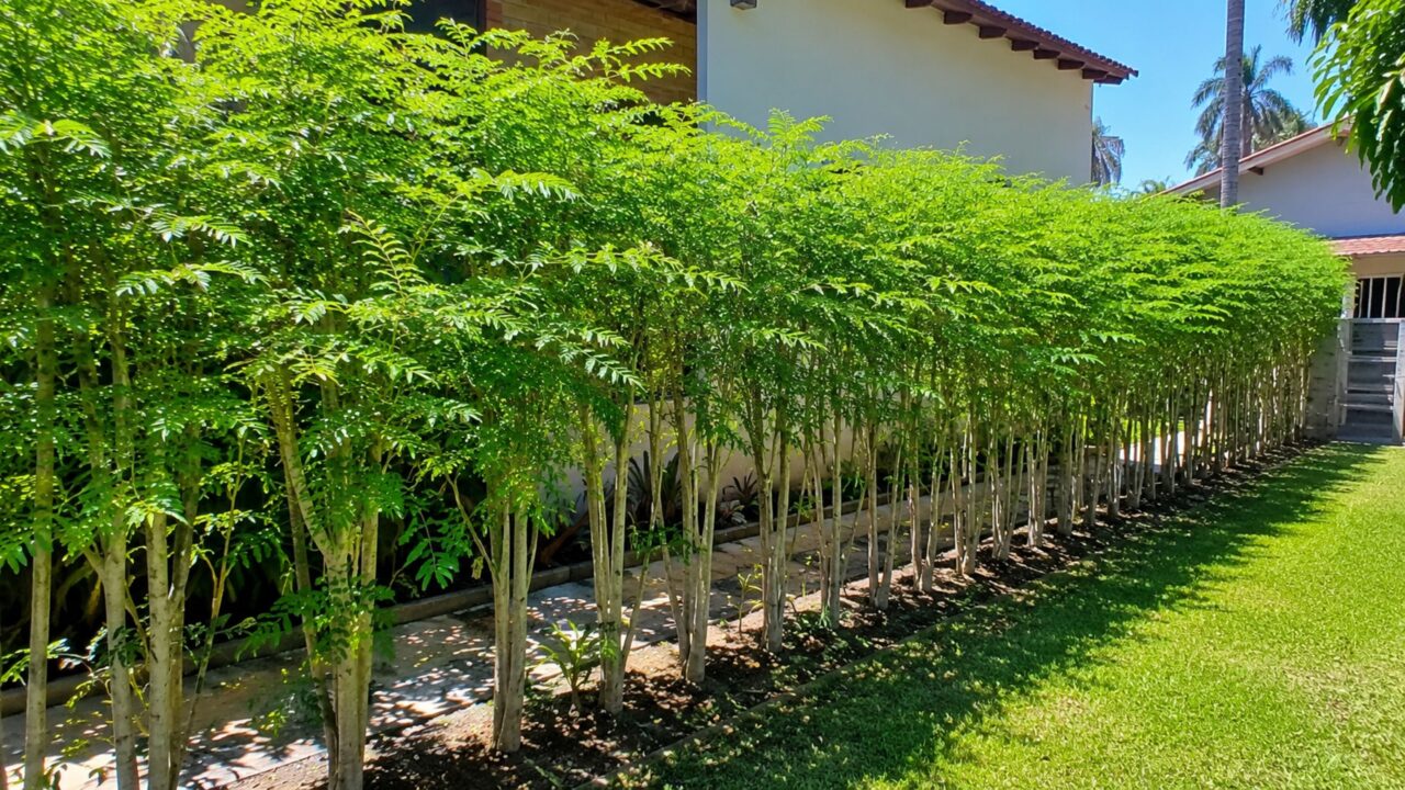 Podas frequentes ajudam a transformar moringa em cerca viva natural