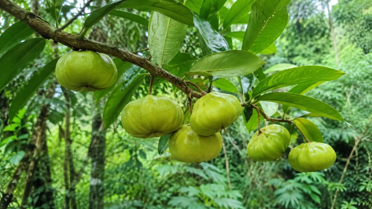 A fruta brasileira quase extinta que pesquisadores redescobriram e tem mais vitamina C que a laranja