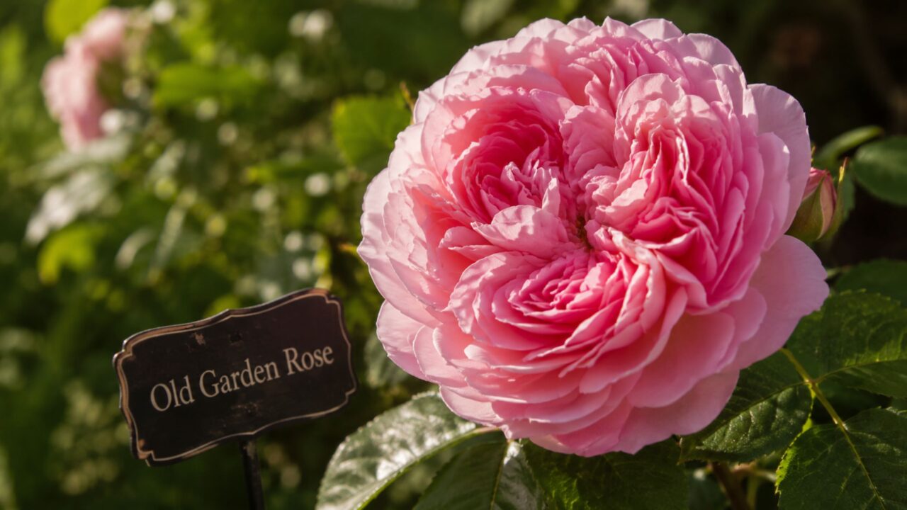 Old Garden roses são associadas a variedades anteriores às híbridas de chá modernas
