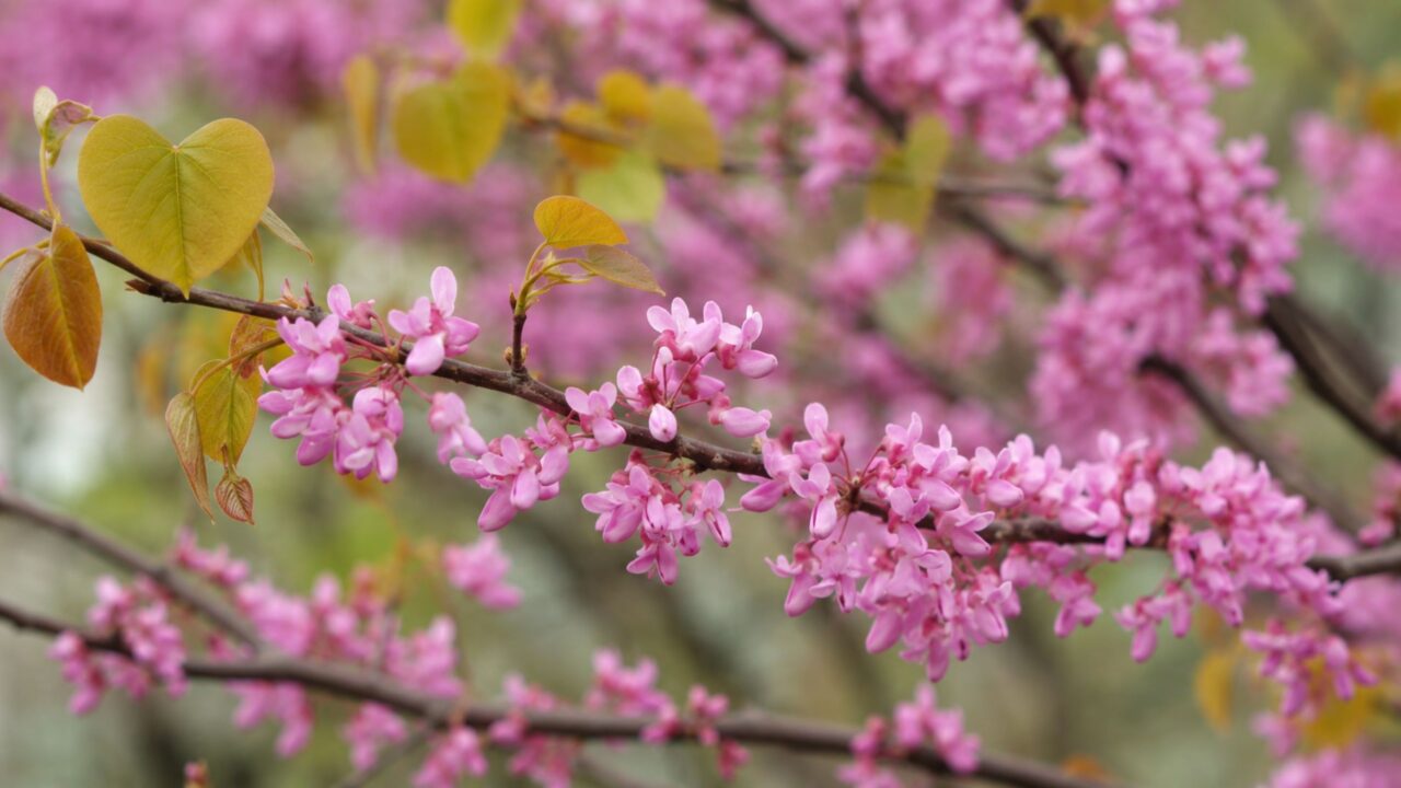 Flores rosadas aparecem nos ramos antes das folhas e criam impacto no jardim