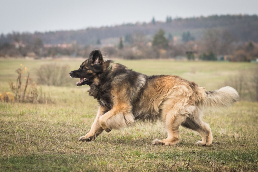 Leonberger: conheça as características do cachorro dessa raça