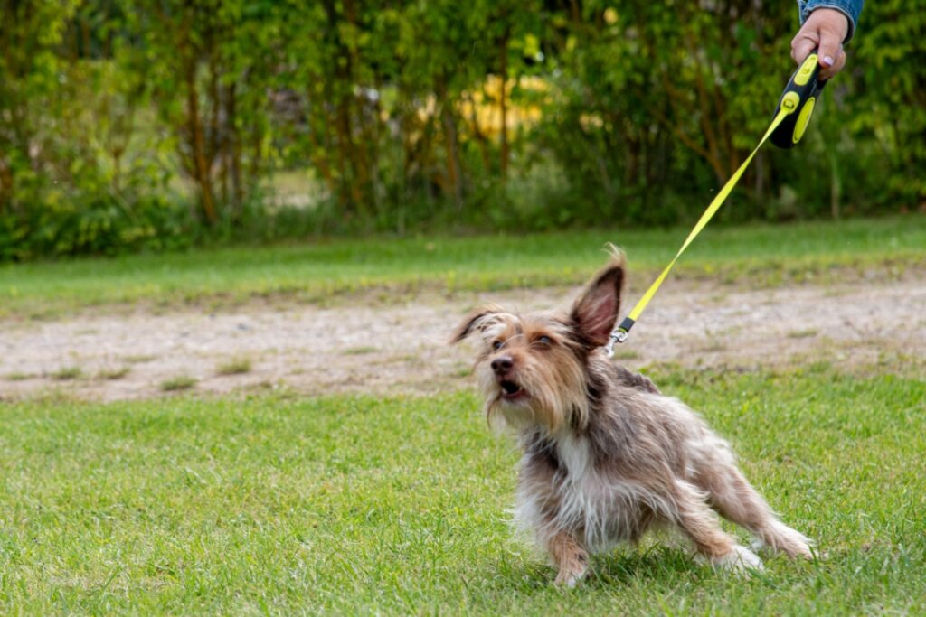 Cachorro não quer passear: veja as causas e o que fazer