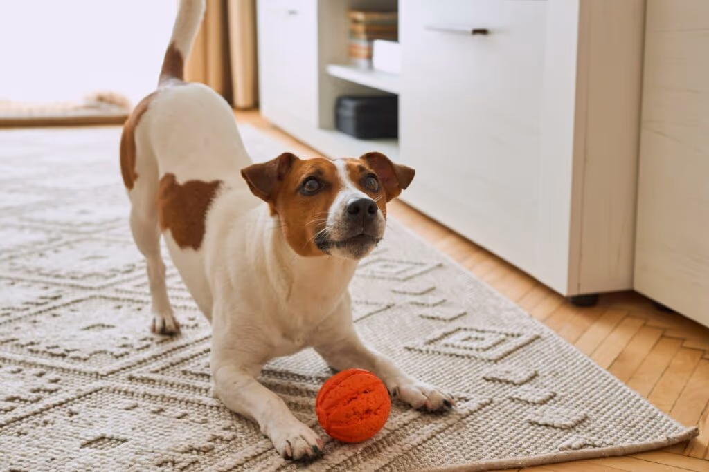 Como os cachorros enxergam? 7 curiosidades sobre a visão deles 