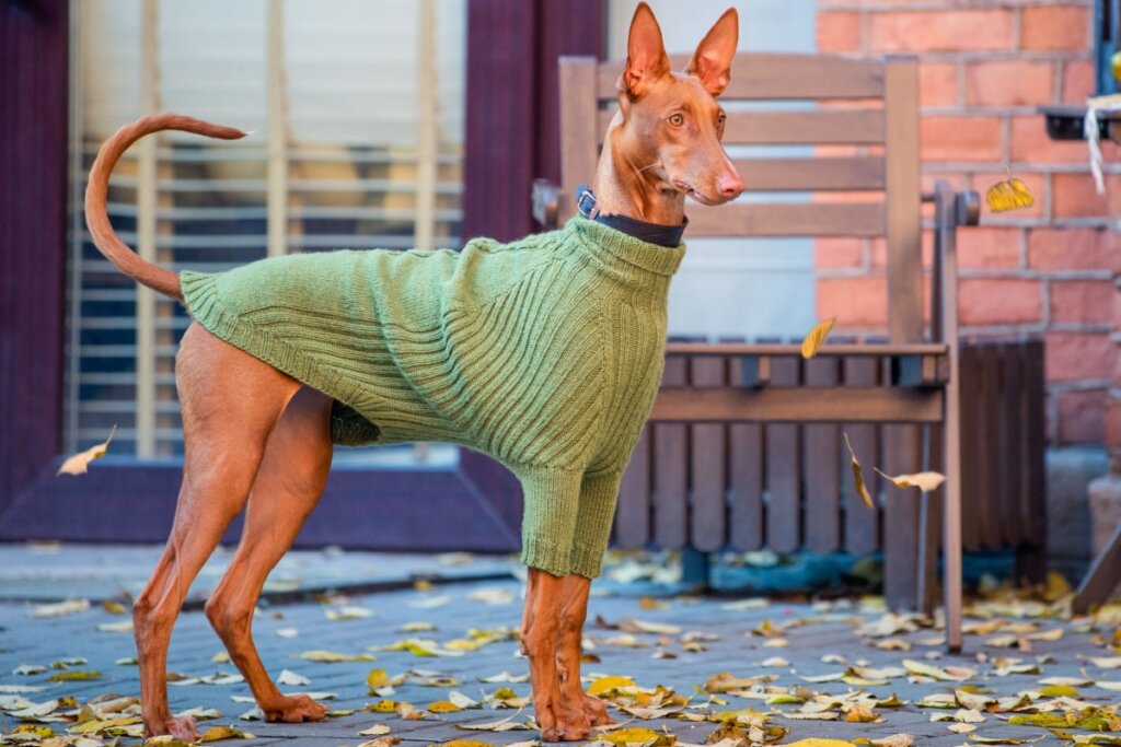 Pharaoh hound: conheça as características do cachorro dessa raça