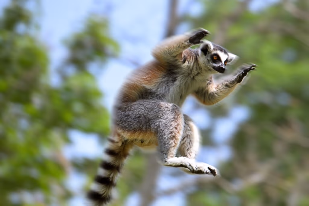 Lêmure: 7 curiosidades sobre esse primata de Madagascar 