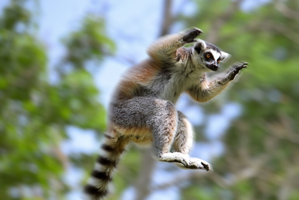 Lêmure: 7 curiosidades sobre esse primata de Madagascar
