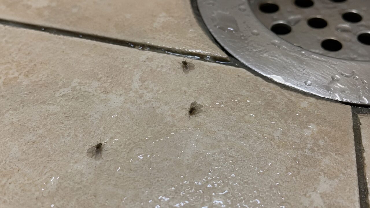 Mosquinhas pretas no banheiro? O que são esses insetos que vivem perto do ralo e como acabar com elas