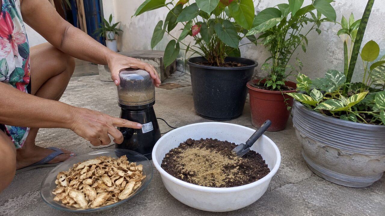 Cascas secas e trituradas ajudam como reforço orgânico leve para vasos e hortas
