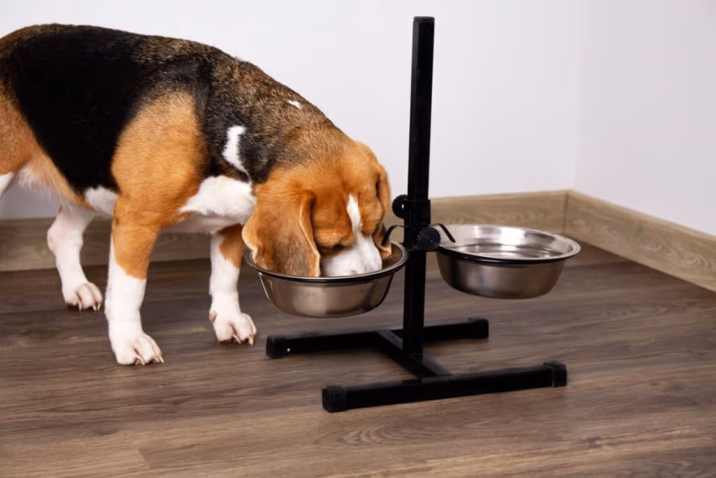 Cachorro sem fome: 6 dicas para melhorar o apetite do animal 