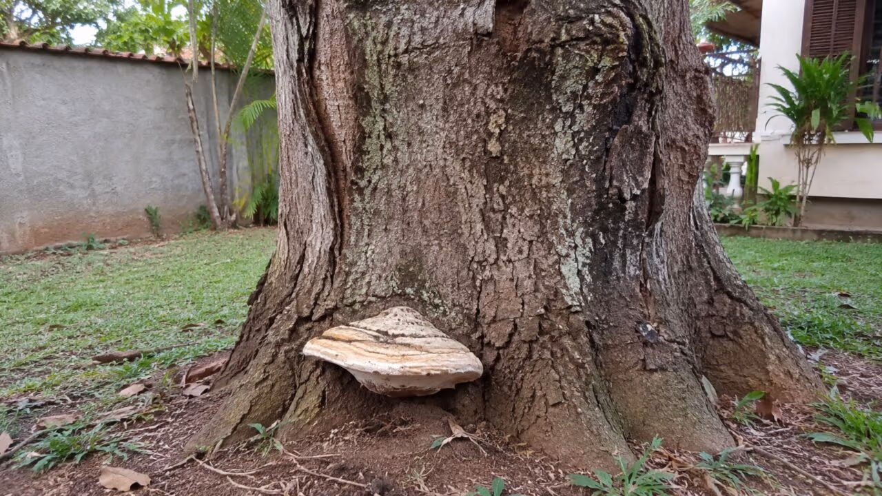 Esse cogumelo grande no tronco da árvore pode mostrar que há algo acontecendo dentro da madeira