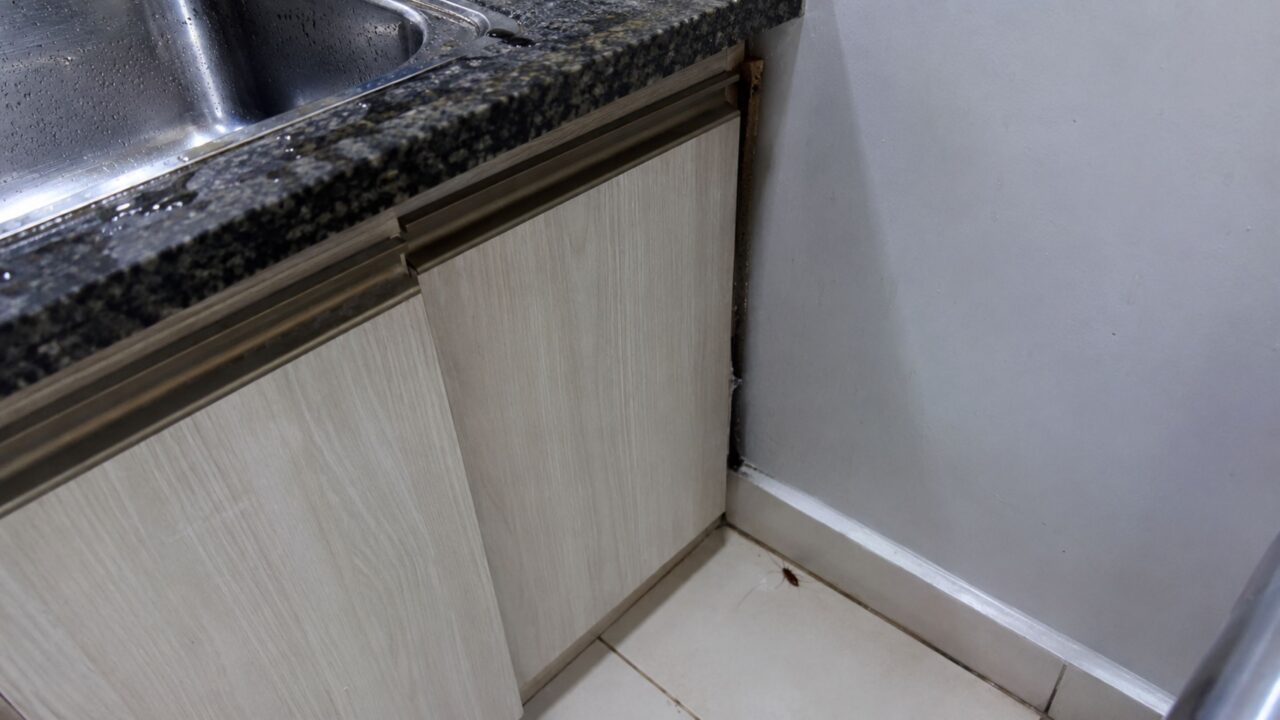 Por que as baratas aparecem depois da chuva e invadem a casa quando tudo parece mais úmido?