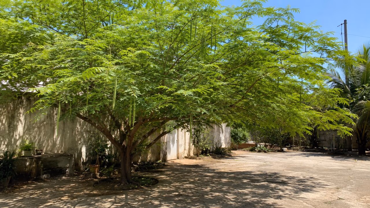 A árvore que cresce 3 metros por ano, dá sombra, fruta e ainda serve de cerca viva
