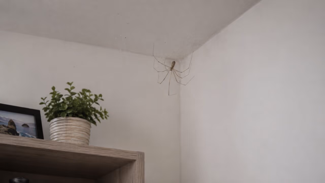 O que fazer se você encontrar aranhas-de-pernas-longas em casa ou no quintal?