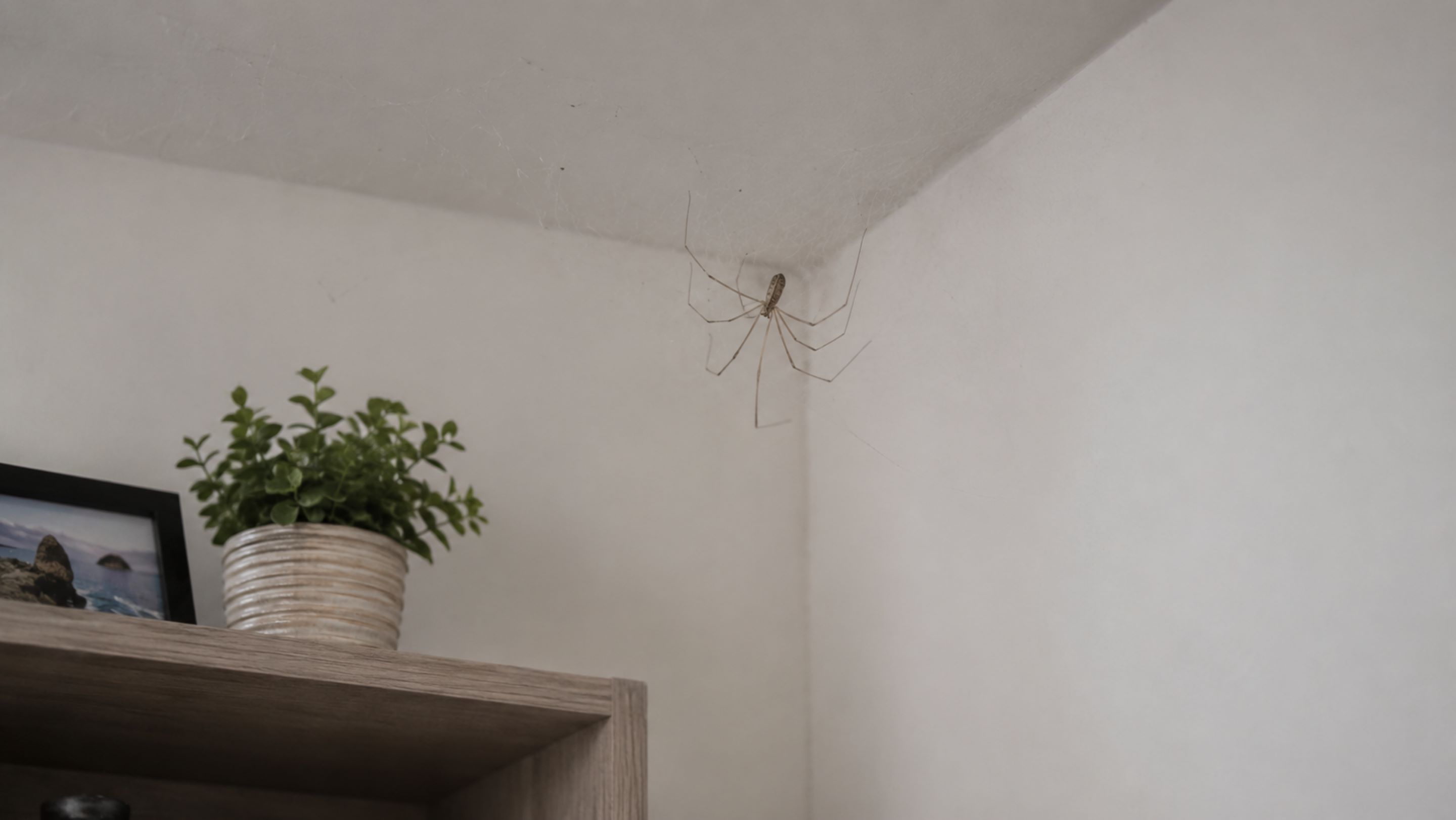 O que fazer se você encontrar aranhas-de-pernas-longas em casa ou no quintal?