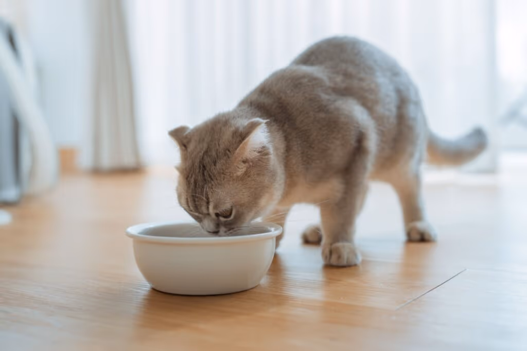 Gato sem fome: 6 dicas para melhorar o apetite do animal 