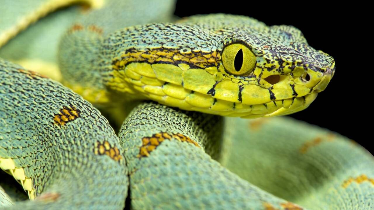 O mistério da Ilha das Cobras no Brasil onde vive a espécie mais venenosa do planeta e o acesso é proibido por lei