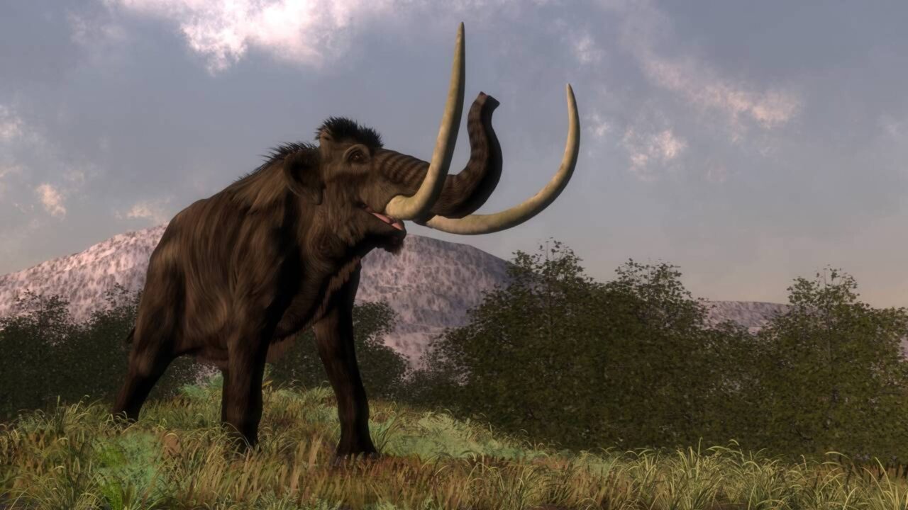Como “ossos de mamute” quase reescreveram a história das baleias no Pacífico Norte