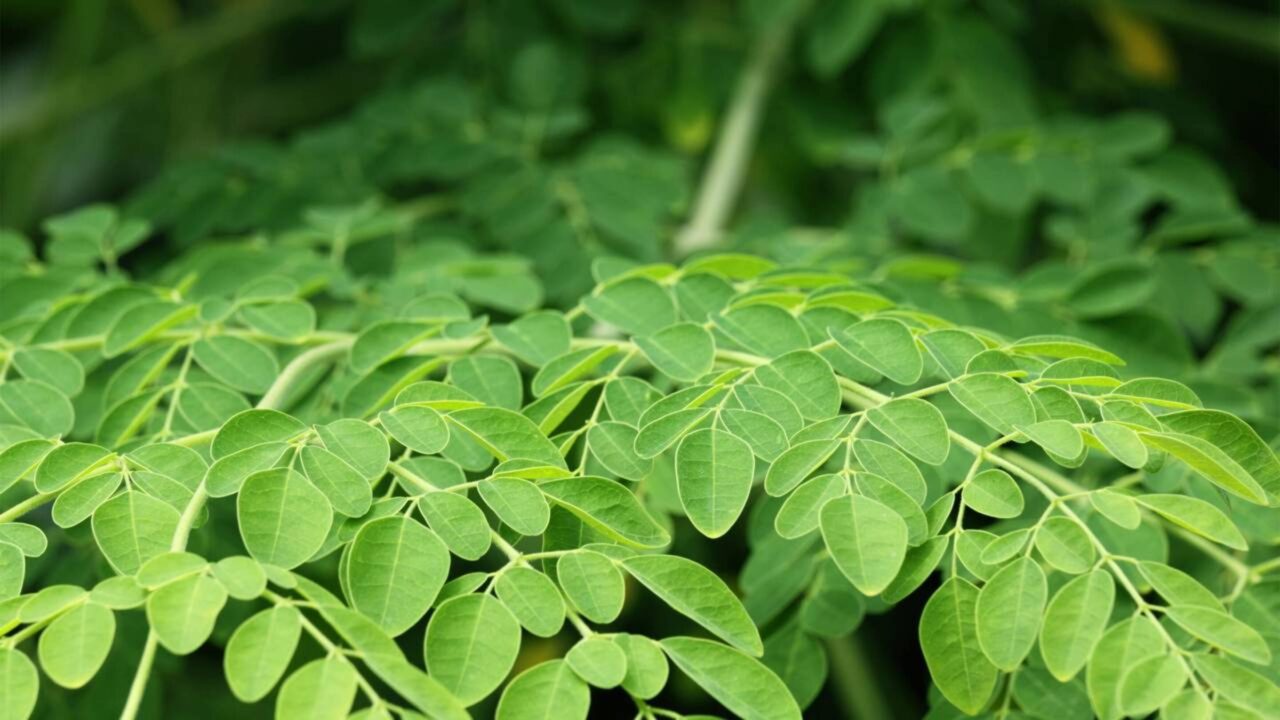 Moringa, a “Árvore Milagrosa” que remove até 98,5% dos microplásticos da água
