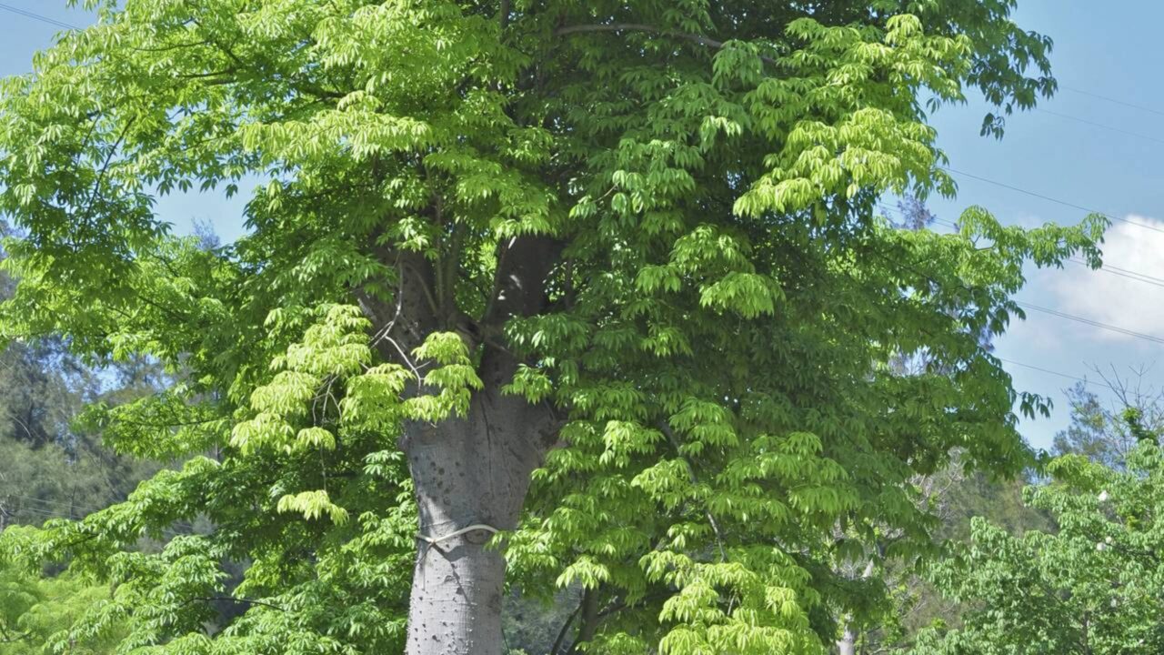 Moringa, a "Árvore Milagrosa" que remove até 98,5% dos microplásticos da água