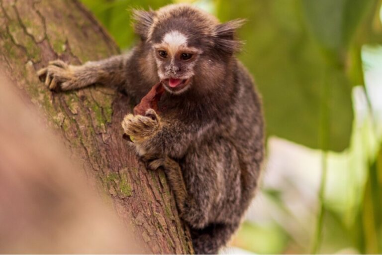 Sagui: 7 curiosidades sobre esse pequeno macaco 