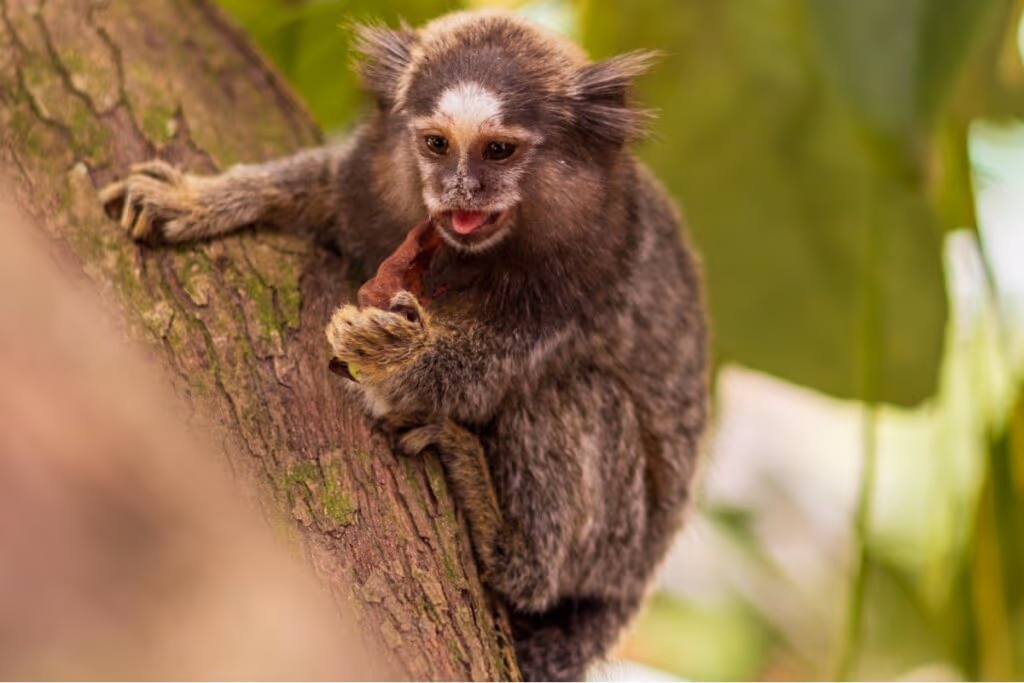 Sagui: 7 curiosidades sobre esse pequeno macaco 