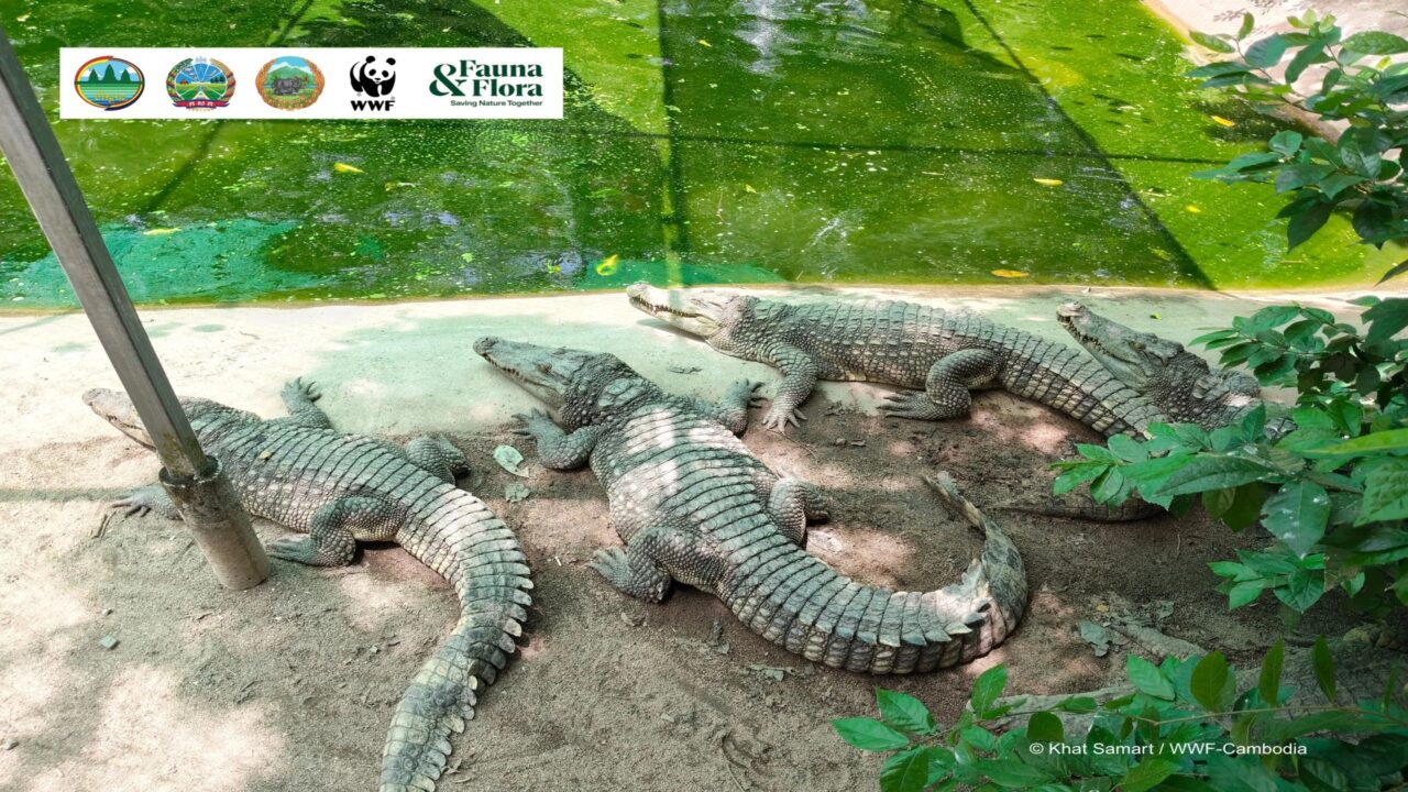 10 crocodilos montanhosos que estão ameaçados foram soltos no rio