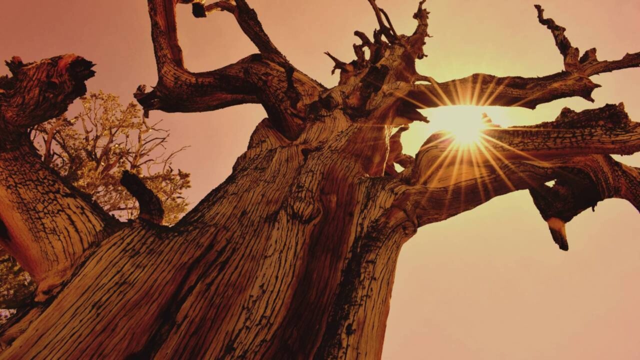 Com cerca de 4.800 anos de idade, Methuselah continua sendo a árvore não clonal mais antiga conhecida do planeta, e sua localização exata permanece em segredo para protegê-la