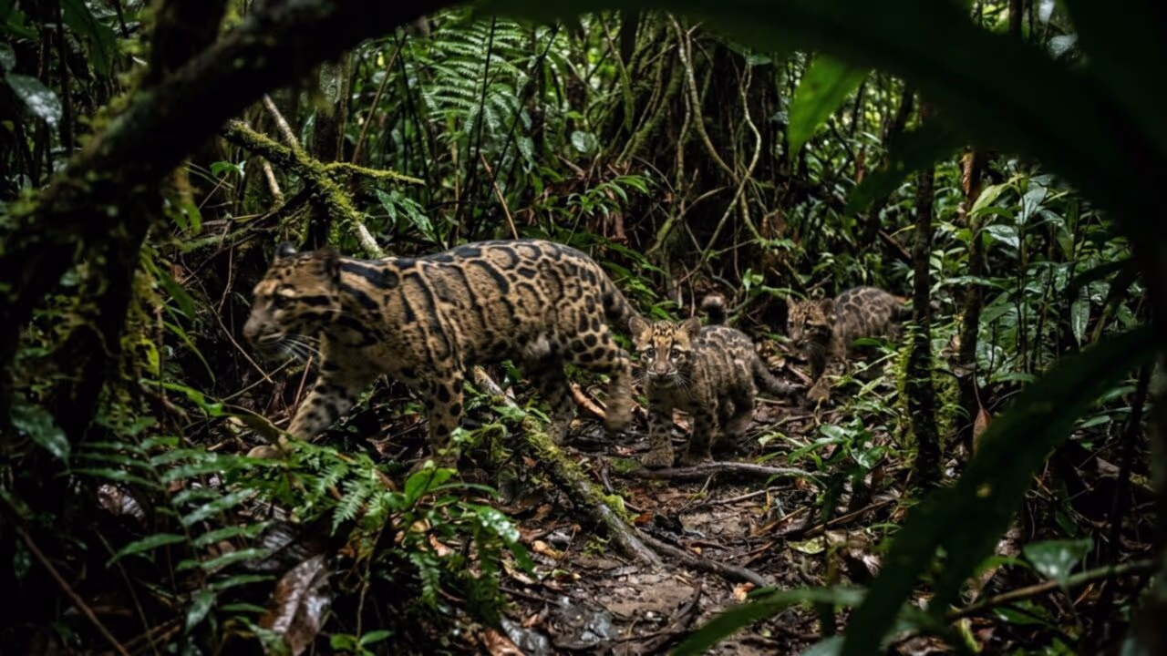 Câmeras fotográficas instaladas no interior de uma floresta tropical capturaram um dos felinos selvagens mais raros da Terra fazendo algo nunca antes filmado
