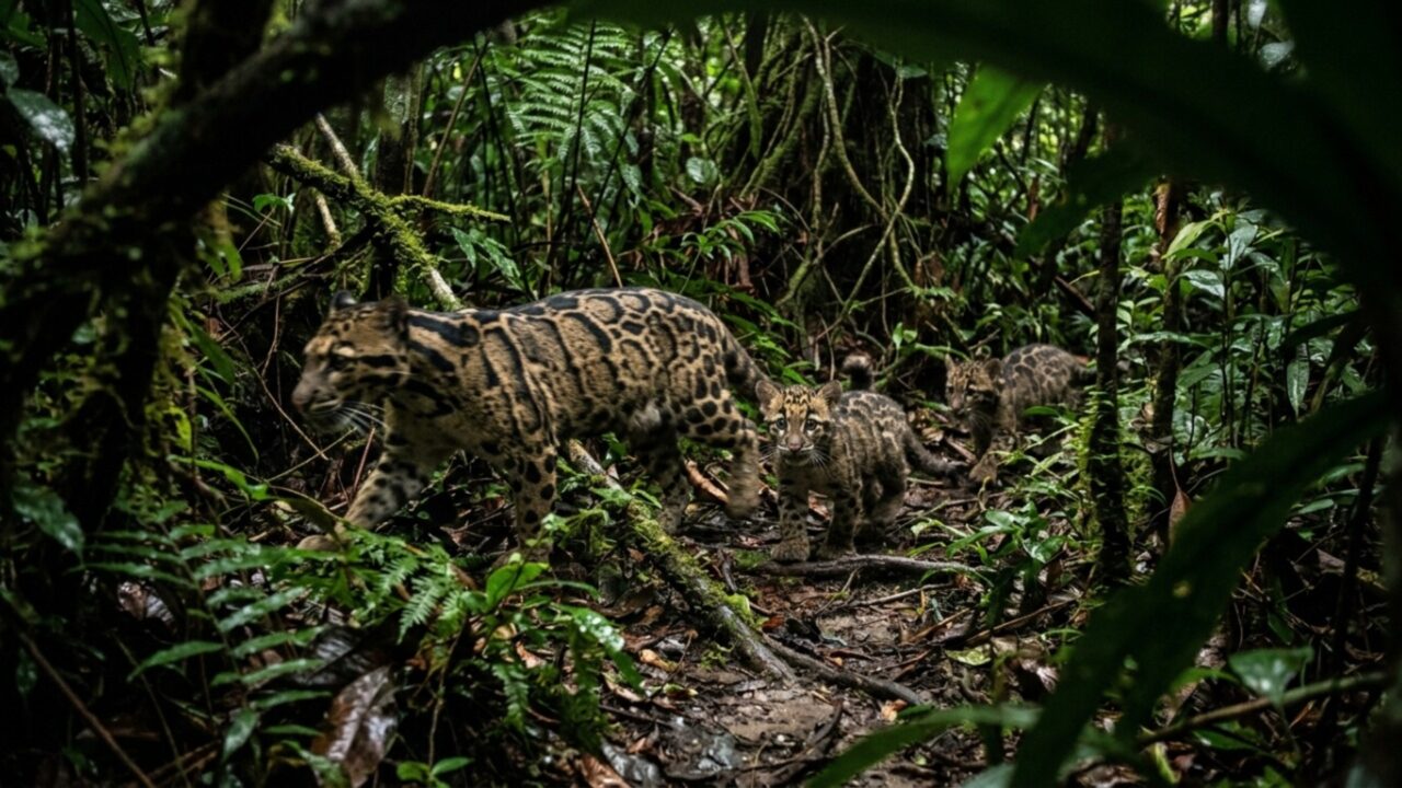 Câmeras fotográficas instaladas no interior de uma floresta tropical capturaram um dos felinos selvagens mais raros da Terra fazendo algo nunca antes filmado