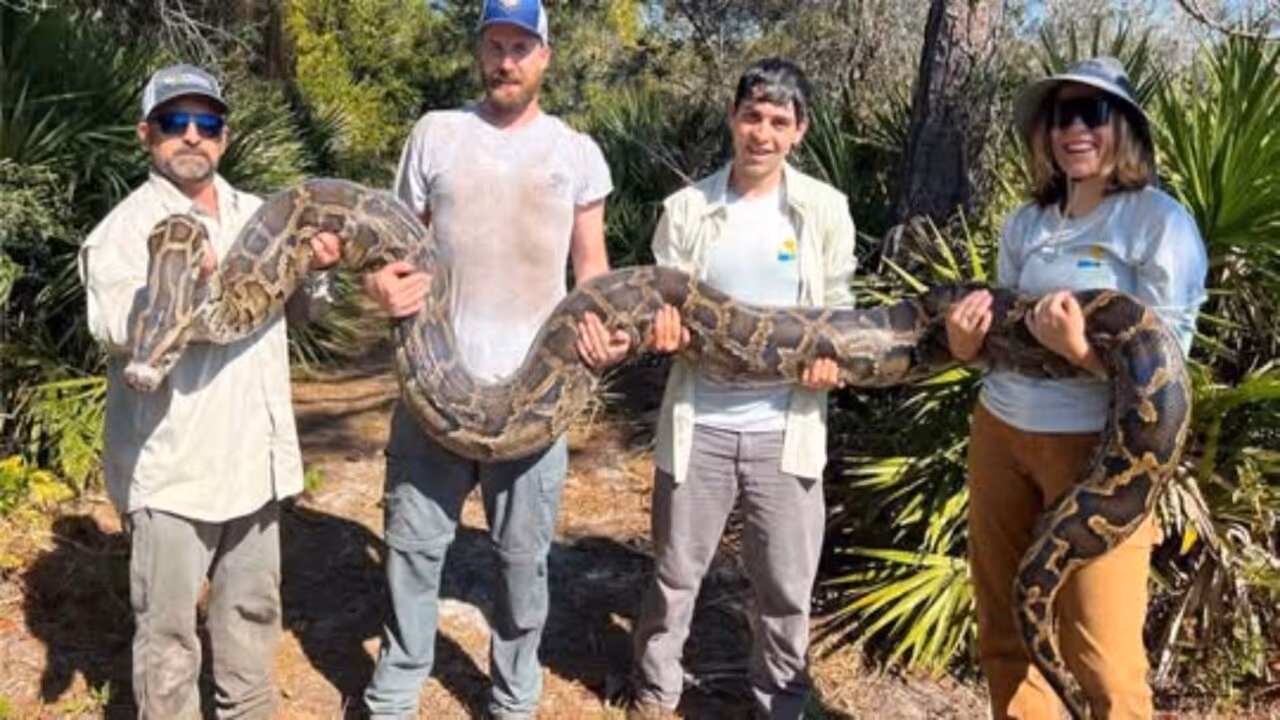 177 pítons foram retiradas em ação recorde de temporada para conter população da serpente; umas das fêmeas tem mais de 5 metros