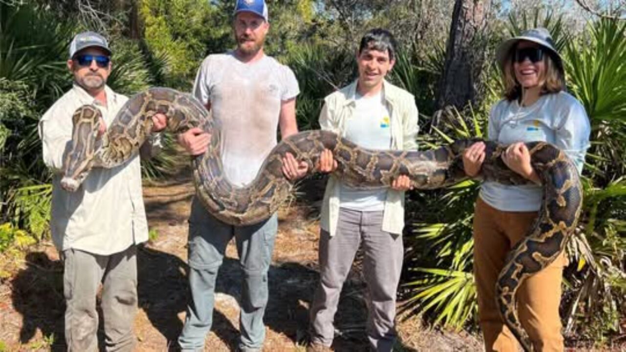 177 pítons foram retiradas em ação recorde de temporada para conter população da serpente; umas das fêmeas tem mais de 5 metros