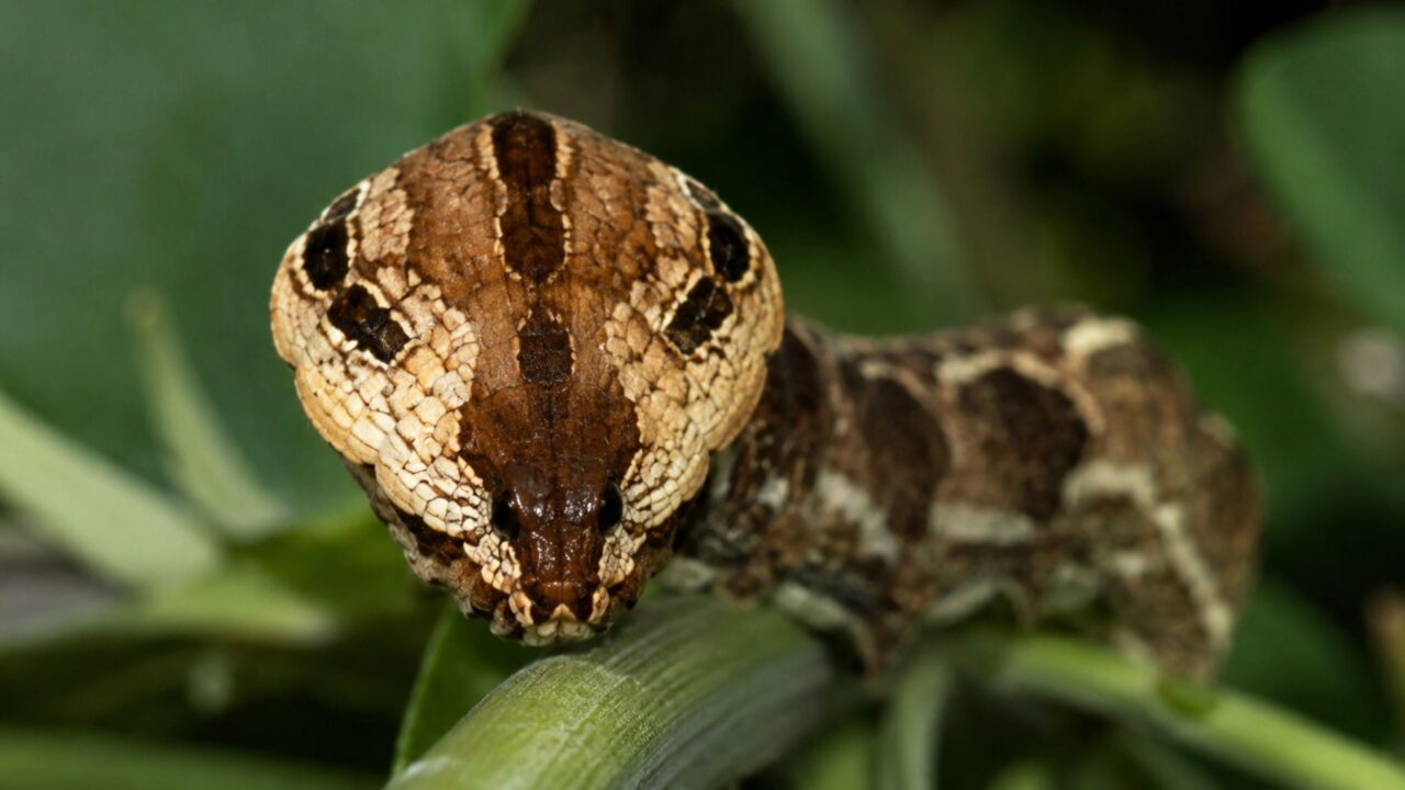 O disfarce combina formato do corpo, manchas e movimentos que fazem a lagarta parecer uma serpente