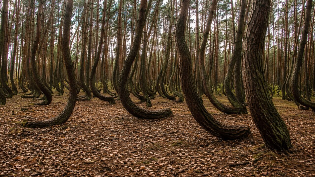 O mistério da floresta na Polônia onde todas as árvores nascem curvadas no mesmo ângulo