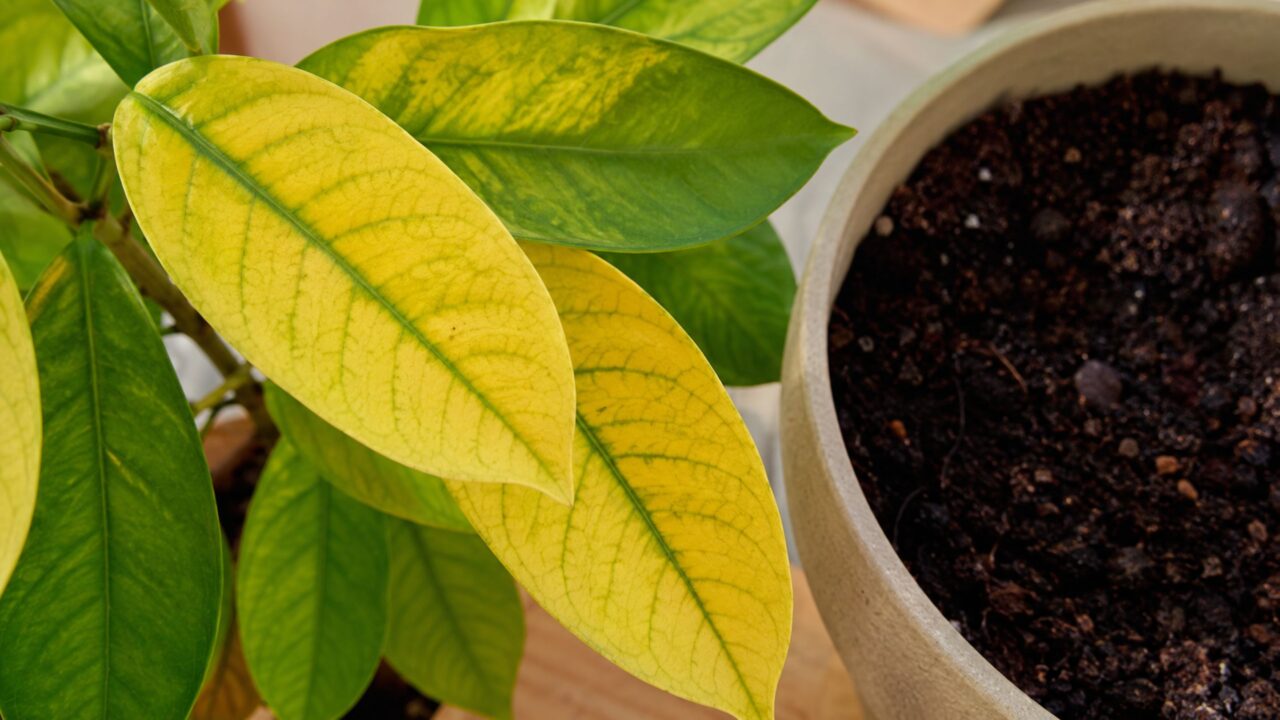 Muita gente coloca um prego na terra das plantas, mas poucos sabem o que realmente acontece depois