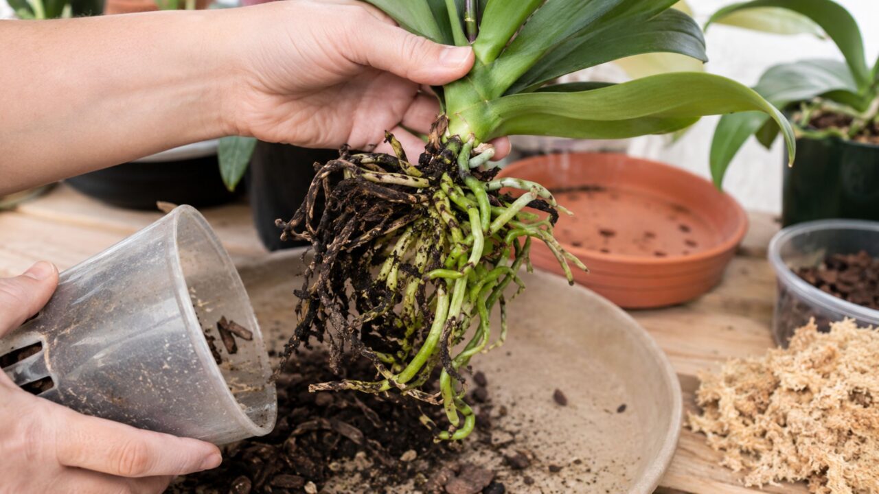 O truque da canela em pó para salvar raízes podres de orquídeas