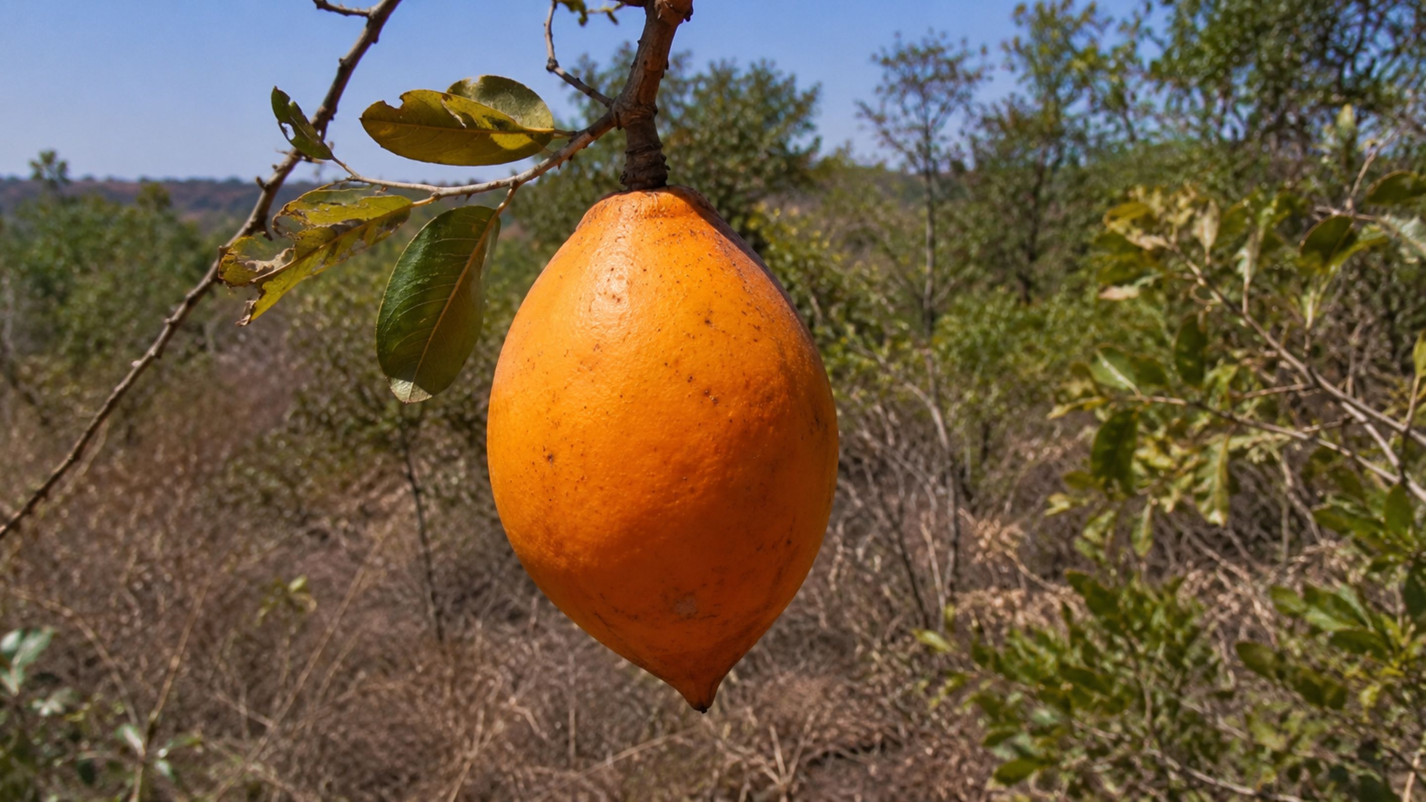 A fruta exótica que tem gosto de chiclete e pouca gente prov