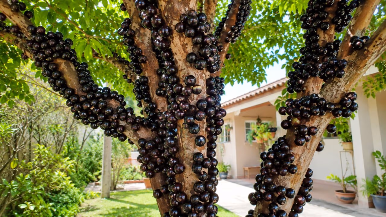 Conheça a fruta que nasce no tronco e parece impossível à primeira vista