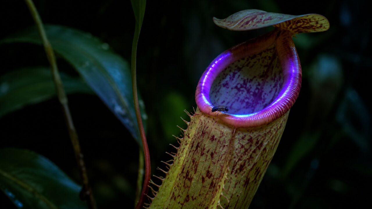 A planta carnívora que atrai insetos com um brilho misterioso na natureza