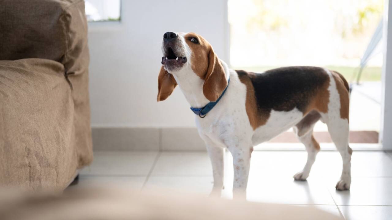 A Lei da Propriedade Horizontal referenda se o cachorro de um vizinho late, os demais proprietários podem se beneficiar do artigo 7